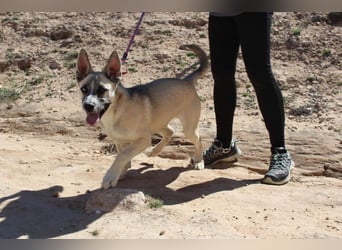 GABRIEL-sozialer, aktiver, lebensfroher Bub der Nähe und seine Für-immer-Familie sucht