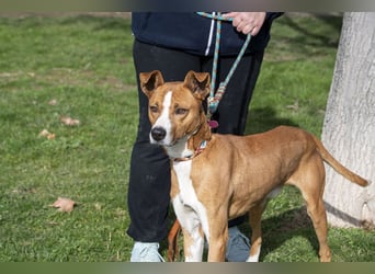 DOLO-freundlich, liebenswert, läuft vorbildlich am Geschirr,wartet auf liebevolles Für-immer-Zuhause