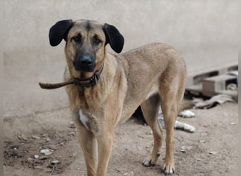 GHANA-eine unglaubliche Geschichte!Wundervoll, herzensgut-suchen ein liebevolles "Für-immer-Zuhause"
