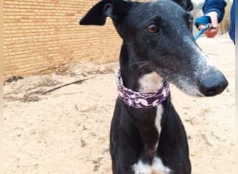 CASTLE-bezaubernde Galgo-Hündin, aktiv und fröhlichen