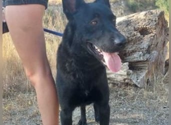 CESAR-unglaublich lieber, verschmuster und menschenbezogener Hund