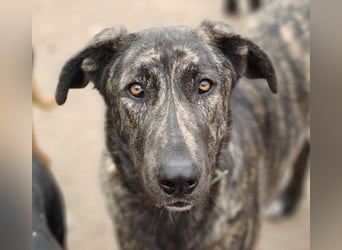 GUINEA-unglaubliche Geschichte! Herzensgut,g esellig sucht sie liebevolle Für-immer-Familie