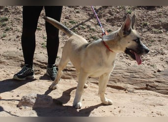 GABRIEL-sozialer, aktiver, lebensfroher Bub der Nähe und seine Für-immer-Familie sucht