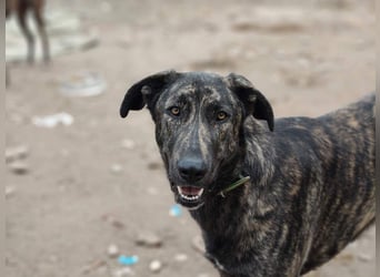 GUINEA-unglaubliche Geschichte! Herzensgut,g esellig sucht sie liebevolle Für-immer-Familie