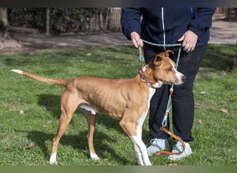 DOLO-freundlich, liebenswert, läuft vorbildlich am Geschirr,wartet auf liebevolles Für-immer-Zuhause