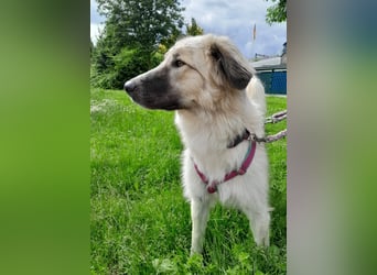 Liesa sucht ihr großes Glück