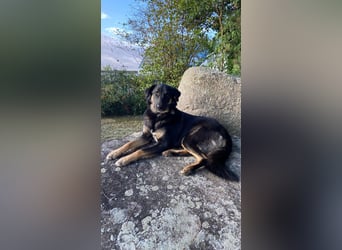 Lille - wunderschöne Hundedame