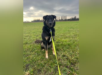 Lille - wunderschöne Hundedame