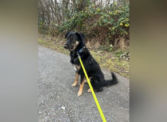 Lille - wunderschöne Hundedame