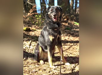 Lille - wunderschöne Hundedame