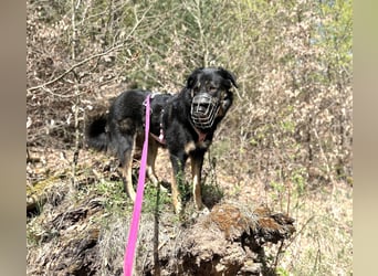 Lille - wunderschöne Hundedame