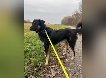 Lille - wunderschöne Hundedame