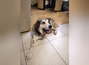 Fistic, süßer Dreibeiner, möchte auch so gerne eine Familie. Wer gibt ihm eine Chance?