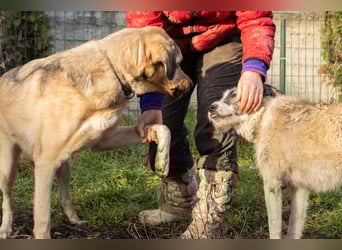 Romeo wünscht sich ein für immer Zuhause
