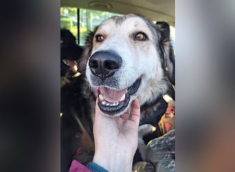 Fistic, süßer Dreibeiner, möchte auch so gerne eine Familie. Wer gibt ihm eine Chance?