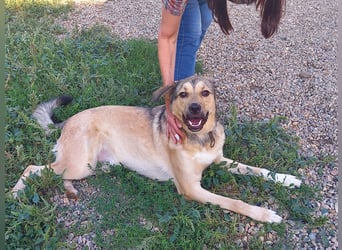 Romeo wünscht sich ein für immer Zuhause