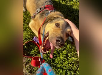 Romeo wünscht sich ein für immer Zuhause