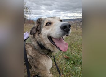 Fistic, süßer Dreibeiner, möchte auch so gerne eine Familie. Wer gibt ihm eine Chance?