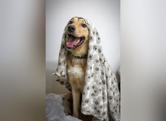 Romeo wünscht sich ein für immer Zuhause