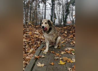 Fistic, süßer Dreibeiner, möchte auch so gerne eine Familie. Wer gibt ihm eine Chance?