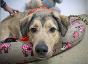 Romeo wünscht sich ein für immer Zuhause