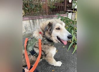 Fistic, süßer Dreibeiner, möchte auch so gerne eine Familie. Wer gibt ihm eine Chance?