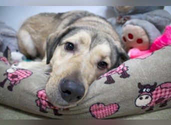 Romeo wünscht sich ein für immer Zuhause