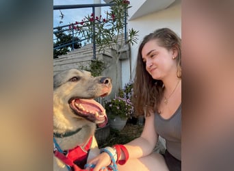 Romeo wünscht sich ein für immer Zuhause