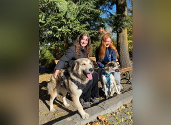 Fistic, süßer Dreibeiner, möchte auch so gerne eine Familie. Wer gibt ihm eine Chance?