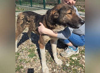 Héra eine große Hündin mit einem Riesenherzen und Liebe zu den Menschen