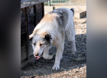 Macilaci, gerne auch Yogi-Bär genannt, ein sanfter Riese für standfeste Menschen