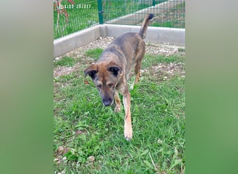 Lajoska durfte mit seiner Familie nicht umziehen und wurde deshalb im Tierheim abgegeben !