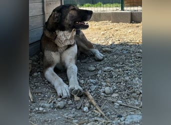 Héra eine große Hündin mit einem Riesenherzen und Liebe zu den Menschen