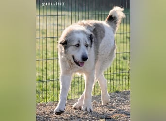 Macilaci, gerne auch Yogi-Bär genannt, ein sanfter Riese für standfeste Menschen