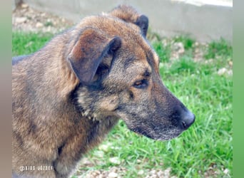 Lajoska durfte mit seiner Familie nicht umziehen und wurde deshalb im Tierheim abgegeben !