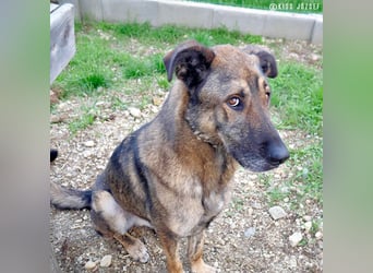 Lajoska durfte mit seiner Familie nicht umziehen und wurde deshalb im Tierheim abgegeben !