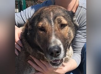 Héra eine große Hündin mit einem Riesenherzen und Liebe zu den Menschen