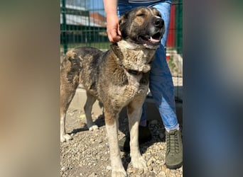 Héra eine große Hündin mit einem Riesenherzen und Liebe zu den Menschen