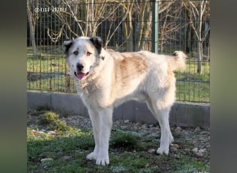 Macilaci, gerne auch Yogi-Bär genannt, ein sanfter Riese für standfeste Menschen