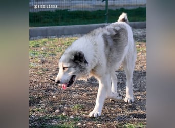 Macilaci, gerne auch Yogi-Bär genannt, ein sanfter Riese für standfeste Menschen