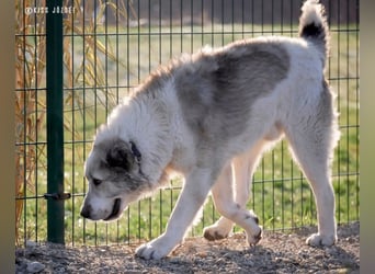 Macilaci, gerne auch Yogi-Bär genannt, ein sanfter Riese für standfeste Menschen
