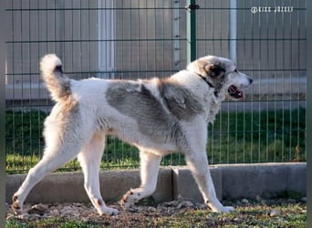 Macilaci, gerne auch Yogi-Bär genannt, ein sanfter Riese für standfeste Menschen