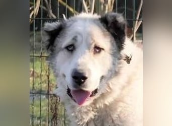 Macilaci, gerne auch Yogi-Bär genannt, ein sanfter Riese für standfeste Menschen