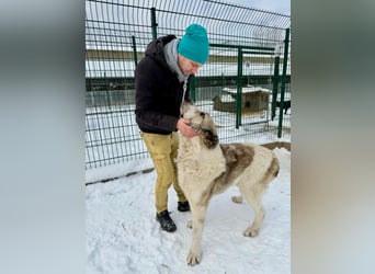 Macilaci, gerne auch Yogi-Bär genannt, ein sanfter Riese für standfeste Menschen