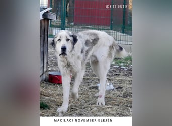 Macilaci, gerne auch Yogi-Bär genannt, ein sanfter Riese für standfeste Menschen