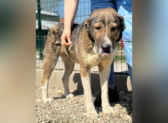 Héra eine große Hündin mit einem Riesenherzen und Liebe zu den Menschen