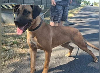 Marmaduke ist sehr freundlich, aktiv, verspielt , menschenbezogen !