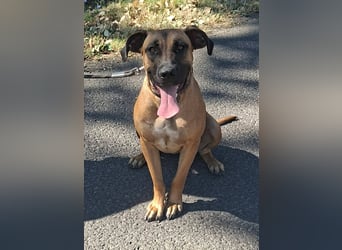Marmaduke ist sehr freundlich, aktiv, verspielt , menschenbezogen !