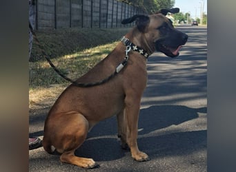 Marmaduke ist sehr freundlich, aktiv, verspielt , menschenbezogen !