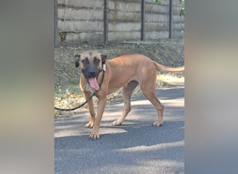 Marmaduke ist sehr freundlich, aktiv, verspielt , menschenbezogen !